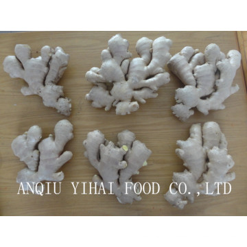 Global Gap 250g and up Air-Dry-Ginger for Sales